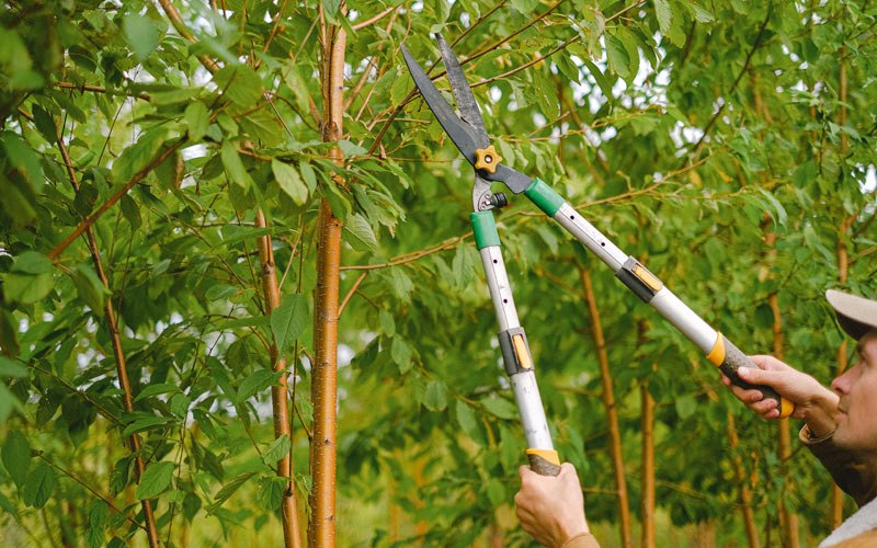 Tree trimming in Pendergrass, GA